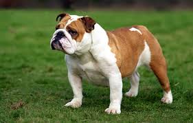 Best Pet Insurance for Bulldogs in the USA (2025)
