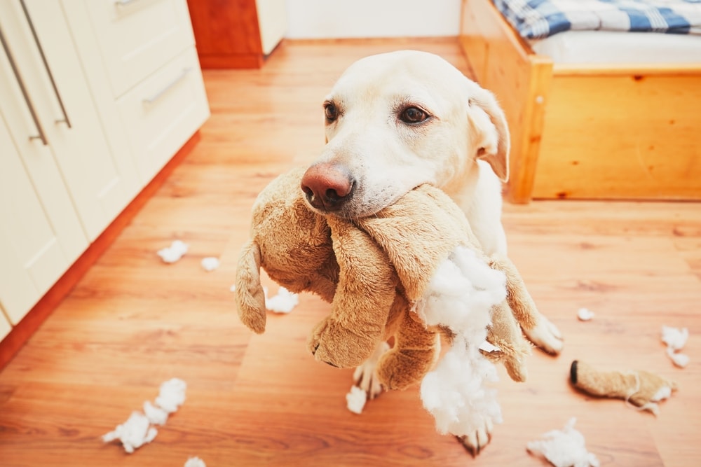 dog chewing carpet